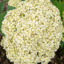 Гортензія деревоподібна Лайм Рікі / С5 / Hydrangea Lime Rickey, фото 2