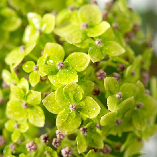 Гортензія деревоподібна Лайм Рікі / С5 / Hydrangea Lime Rickey