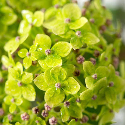 Гортензія деревоподібна Лайм Рікі / С5 / Hydrangea Lime Rickey, фото 1