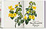 Видатні художники. Redoute. Book of Flowers – 40 Years.  H. Walter Lack, фото 3
