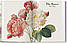 Видатні художники. Redoute. Book of Flowers – 40 Years.  H. Walter Lack, фото 4