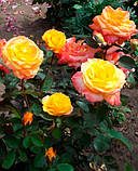 Троянда Confetti (Конфеті) чайно-гібридна 1 сажінець, фото 6