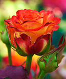 Троянда Confetti (Конфеті) чайно-гібридна 1 сажінець, фото 7