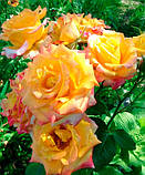 Троянда Confetti (Конфеті) чайно-гібридна 1 сажінець, фото 8