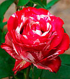 Троянда Chaim Soutine (Хаїм Сутин) чайно-гібридна 1 сажінець, фото 2