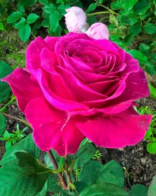 Троянда Jorianda (Юріанда) чайно-гібридна 1 сажінець