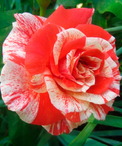 Троянда Orange Intuition (Оранж Інтуїшн) чайно-гібридна 1 сажанець