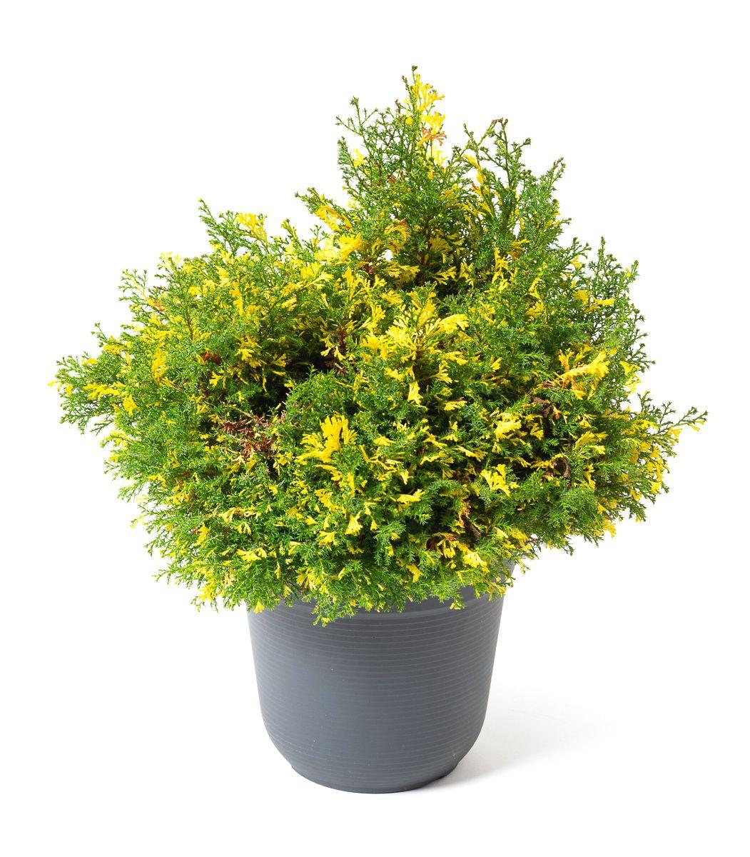 Кипарисовик тупий Saffron Spray 3 річний, Кипарисовик тупий Сафрон Спрей, Chamaecyparis obtusa Saffron Spray