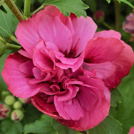 Гібіскус Дюк де Брабант / Hibiscus Duc de Brabant, фото 2