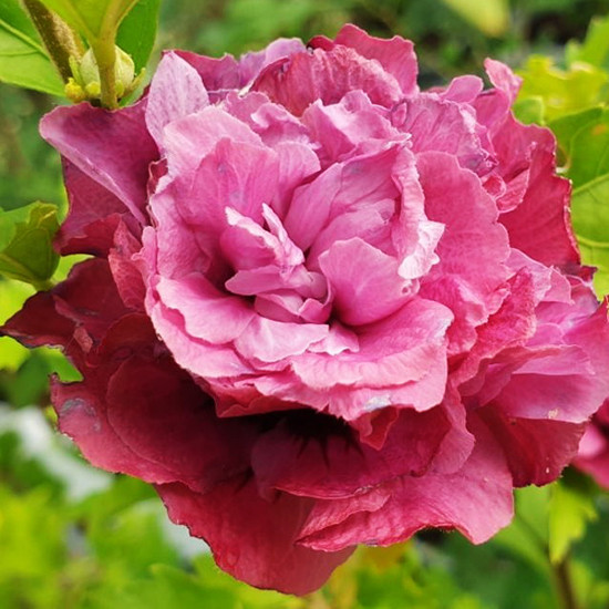 Гібіскус Дюк де Брабант / Hibiscus Duc de Brabant