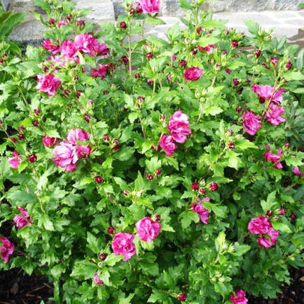 Гібіскус Дюк де Брабант / Hibiscus Duc de Brabant, фото 3