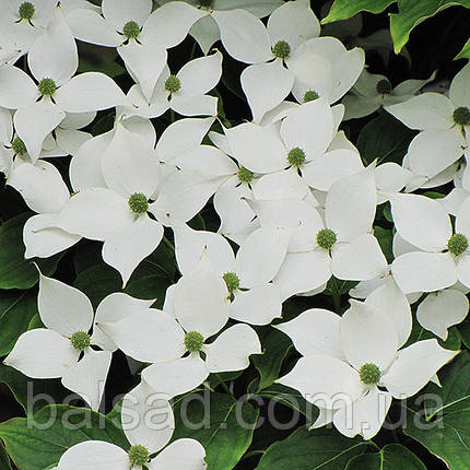 Дерен коуза китайський / Р9 / Cornus kousa chinensis, фото 1
