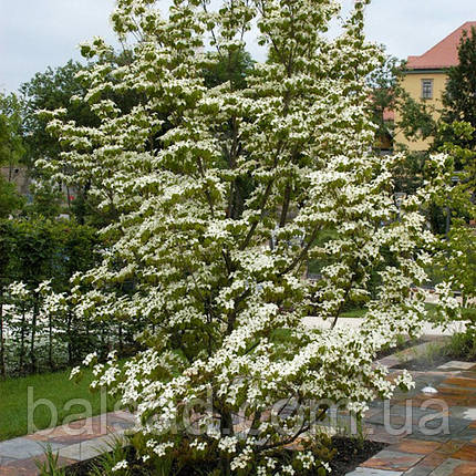 Дерен коуза китайський / Р9 / Cornus kousa chinensis, фото 4