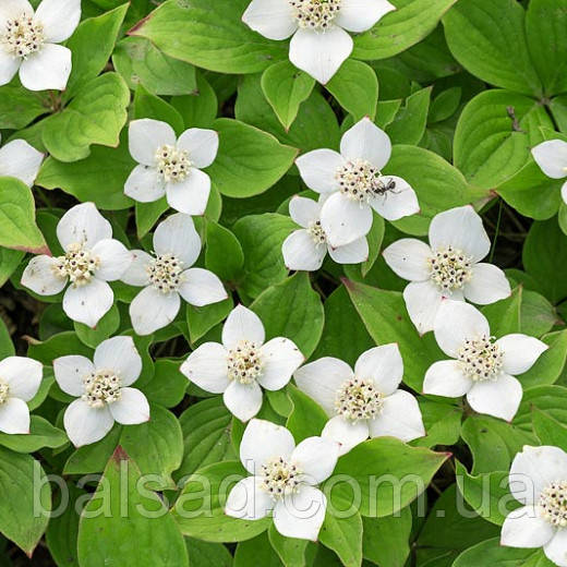 Дерен канадський / Cornus canadensis / Р9