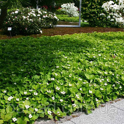 Дерен канадський / Cornus canadensis / Р9, фото 3