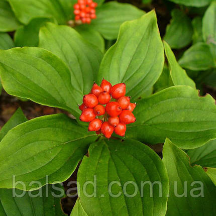 Дерен канадський / Cornus canadensis / Р9, фото 4