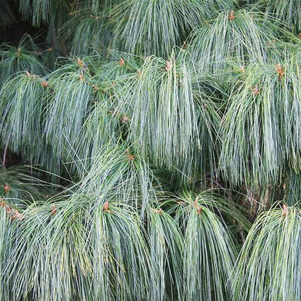 Сосна Шверіна / С5 / h 30-40 / Pinus Schwerinii, фото 1
