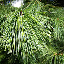 Сосна Шверіна / С5 / h 30-40 / Pinus Schwerinii, фото 2