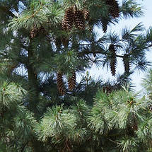 Сосна Шверіна / С5 / h 30-40 / Pinus Schwerinii, фото 5
