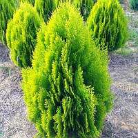 Туя східна Aurea Nana 2 річна, Туя восточная Ауреа Нана , Thuja / Platycladus orientalis Aurea Nana