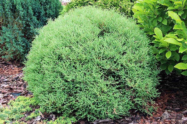 Туя західна Mr. Bowling Ball 2 річна, Туя западная Мистер Боулинг Болл, Thuja occidentalis Mr. Bowling Ball, фото 2