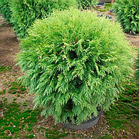 Туя західна Woodwardiі 3 річна, Туя западная Вудварди , Thuja occidentalis Woodwardii