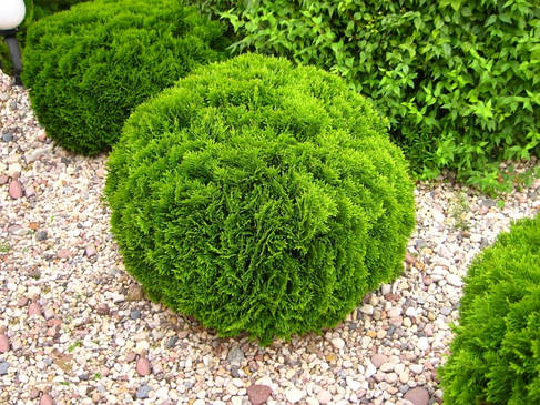 Туя західна Danika 2 річна, Туя западная Даника, Thuja occidentalis Danica, фото 1