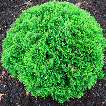 Туя західна Danika 2 річна, Туя западная Даника, Thuja occidentalis Danica, фото 3