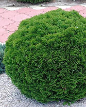 Туя західна Danika 2 річна, Туя западная Даника, Thuja occidentalis Danica, фото 4