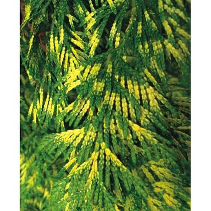 Туя складчаста Zebrina 2 річна, Туя складчатая Зебрина / Ауреаваріегат, Thuja plicata Zebrina / Aureovariegata, фото 2