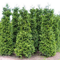 Туя складчаста Zebrina 2 річна, Туя складчатая Зебрина / Ауреаваріегат, Thuja plicata Zebrina / Aureovariegata, фото 3