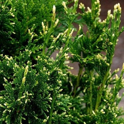 Туя складчаста Can-Can 2 річна, Туя складчатая Кан-Кан, Thuja plicata Can-Can, фото 2