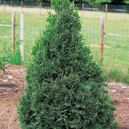 Туя складчаста Can-Can 2 річна, Туя складчатая Кан-Кан, Thuja plicata Can-Can, фото 2