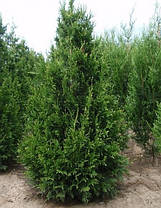 Туя складчаста Can-Can 2 річна, Туя складчатая Кан-Кан, Thuja plicata Can-Can, фото 3