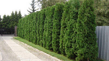 Туя західна Columna 2 річна, Туя западна Колумна, Thuja occidentalis Columna, фото 4