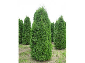 Туя західна Columna 2 річна, Туя западна Колумна, Thuja occidentalis Columna, фото 2