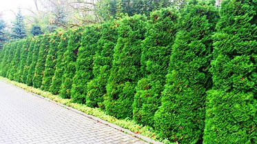 Туя західна Columna 2 річна, Туя западна Колумна, Thuja occidentalis Columna, фото 3