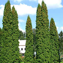 Туя західна Columna 2 річна, Туя западна Колумна, Thuja occidentalis Columna, фото 6