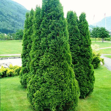 Туя західна Columna 2 річна, Туя западна Колумна, Thuja occidentalis Columna, фото 1