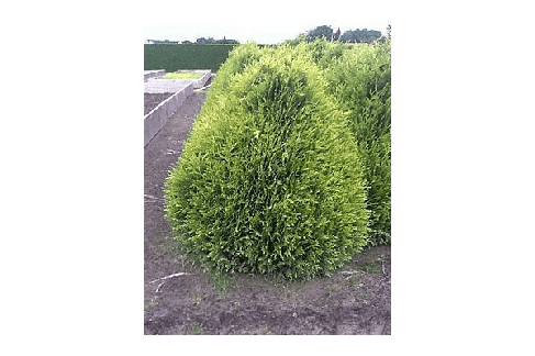 Туя складчаста Little Boy 3 річна, Туя складчатая Литл Бой, Thuja plicata Little Boy, фото 3