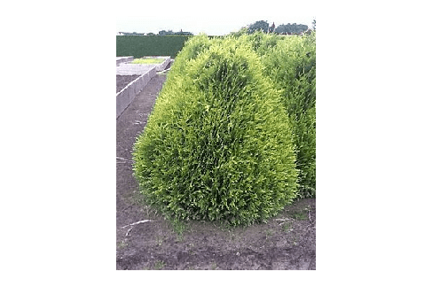 Туя складчаста Little Boy 3 річна, Туя складчатая Литл Бой, Thuja plicata Little Boy, фото 2