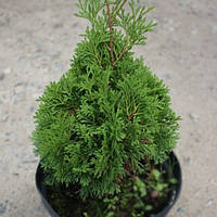 Туя західна Miky 4 річна,Туя западная Мики, Thuja occidentalis Miky