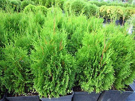 Туя західна Miky 4 річна,Туя западная Мики, Thuja occidentalis Miky, фото 2