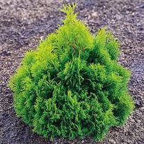 Туя західна Miky 4 річна,Туя западная Мики, Thuja occidentalis Miky, фото 3