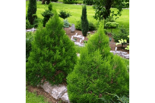 Туя західна Miky 4 річна,Туя западная Мики, Thuja occidentalis Miky, фото 3