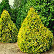 Туя західна Rain Gold 2 річна,Туя западная Рейнголд, Thuja occidentalis Rheingold, фото 3