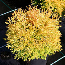 Туя західна Rain Gold 2 річна,Туя западная Рейнголд, Thuja occidentalis Rheingold, фото 2