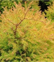 Туя західна Rain Gold 2 річна,Туя западная Рейнголд, Thuja occidentalis Rheingold, фото 3