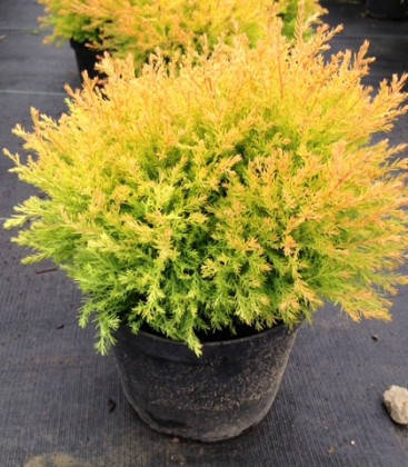 Туя західна Rain Gold 2 річна,Туя западная Рейнголд, Thuja occidentalis Rheingold, фото 2