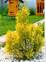 Туя західна Sankist 3 річна, Туя западная Санкист, Thuja occidentalis Sunkist, фото 3